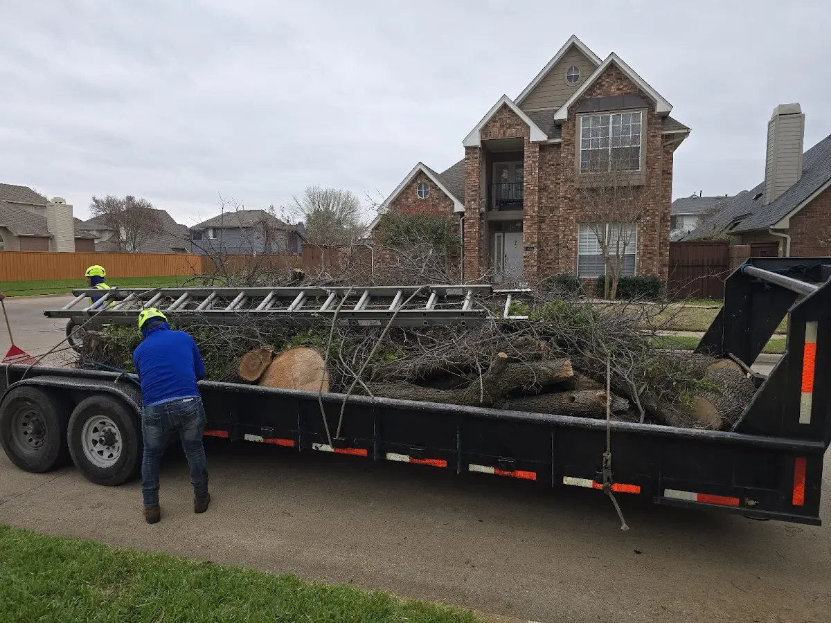 Expert Tree Removal with proper safety equipment in Osceola